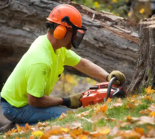 tree services Revere